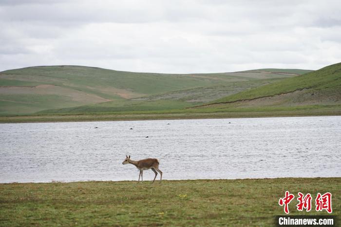 圖為藏原羚在扎陵湖岸畔悠閑漫步?！●R銘言 攝