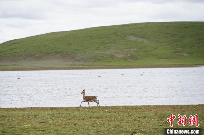 圖為藏原羚在扎陵湖岸畔悠閑漫步?！●R銘言 攝