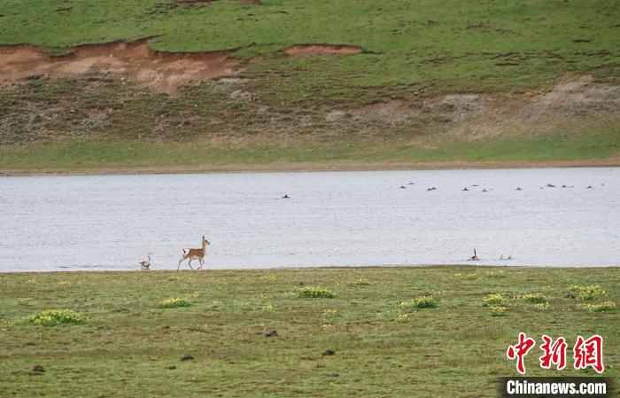 圖為藏原羚在扎陵湖岸畔悠閑漫步?！●R銘言 攝