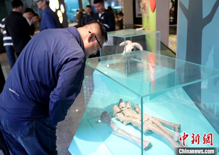 圖為臺商在祁連山國家公園生態(tài)科普館內(nèi)觀看標(biāo)本?！⊙Φ?攝