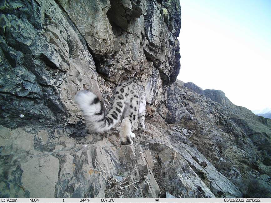 雪豹影像。山水自然保護中心供圖