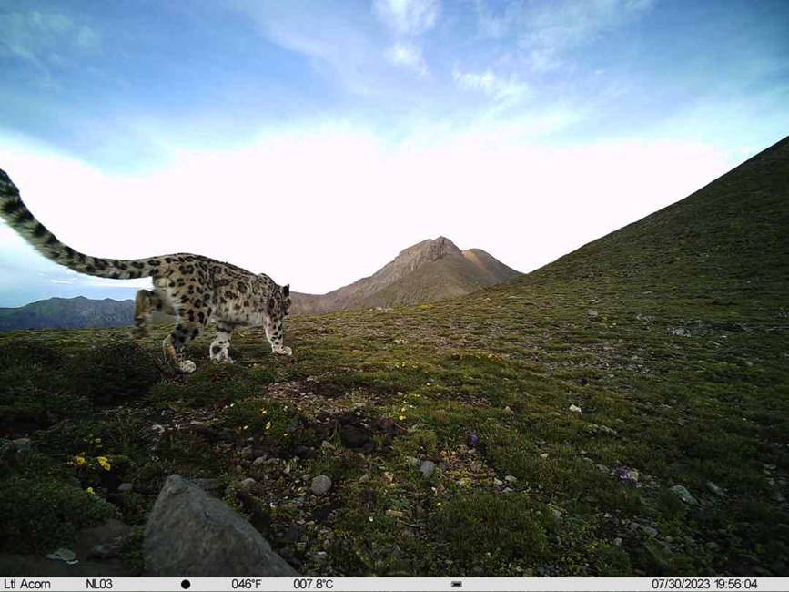 雪豹影像。山水自然保護中心供圖