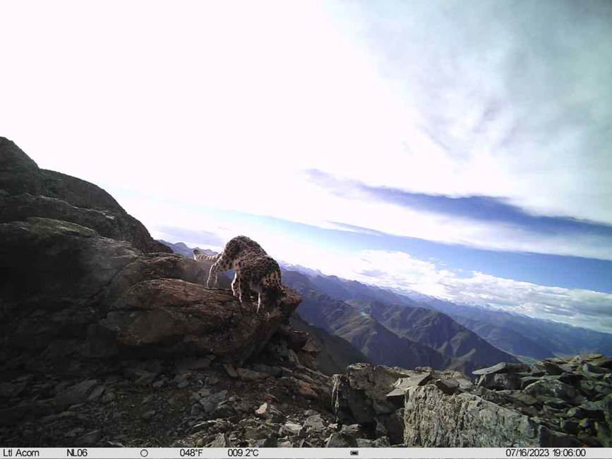 雪豹影像。山水自然保護中心供圖