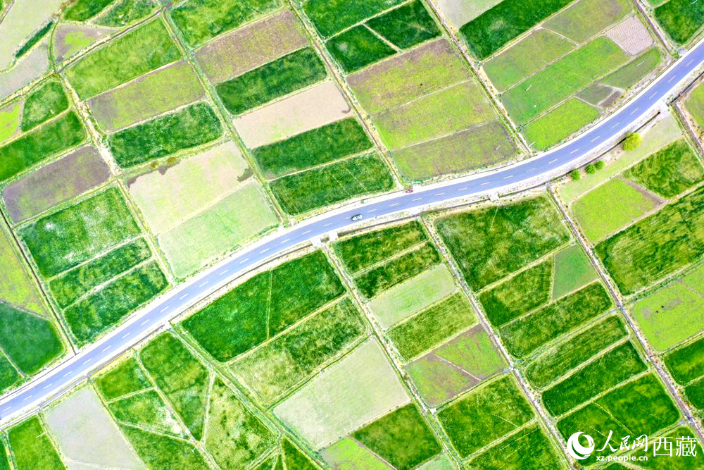 無人機(jī)視角下的西藏山南市瓊結(jié)農(nóng)田。人民網(wǎng)記者 次仁羅布攝