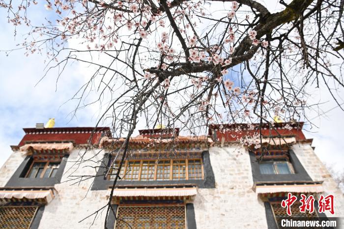 西藏拉薩：繁花漸開(kāi)春日如畫(huà)