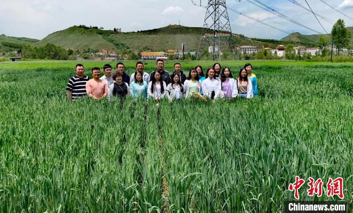 青海：“青燕2號(hào)”燕麥、“環(huán)湖”老芒麥等通過(guò)國(guó)家級(jí)審定