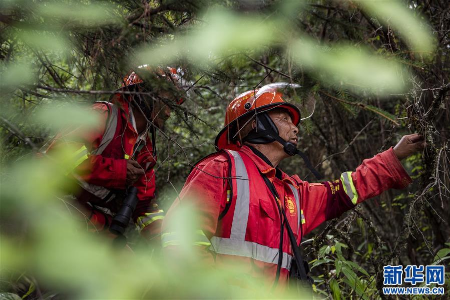 (圖文互動)(5)從坐吃山空到護林守山——西藏林芝為雪域高原獻上“綠色哈達”