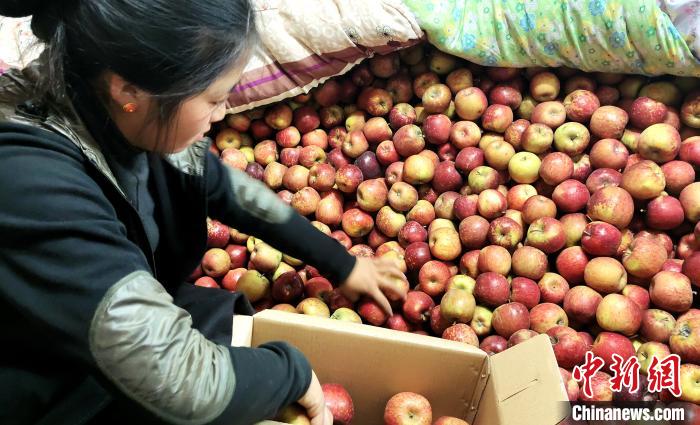 圖為通麥村村民巴桑拉姆精心挑選蘋果進(jìn)行裝箱?！∝暽＠?攝