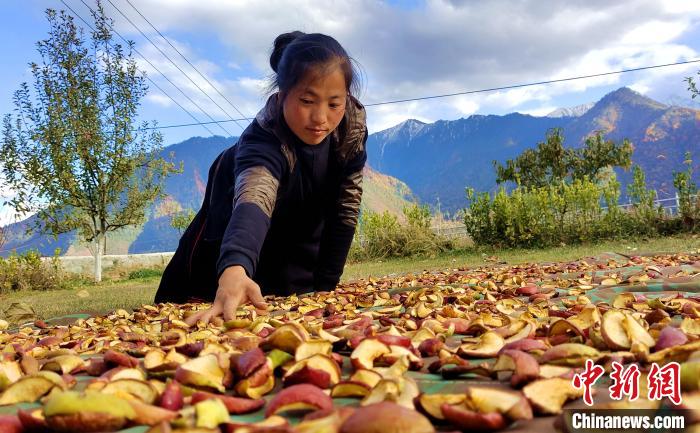 圖為通麥村村民巴桑拉姆晾曬切片蘋果。　貢桑拉姆 攝