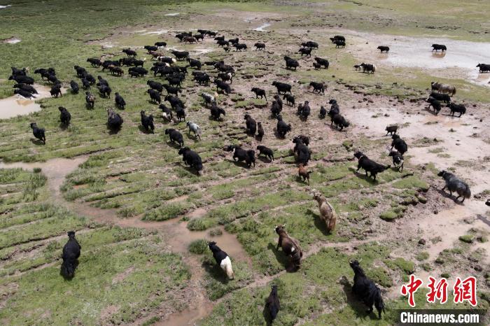 近年來，那曲市班戈縣推行村級牧業(yè)經(jīng)濟合作社，牧民們將牛羊及草場作為股份加入合作社，部分牧民開始從事旅游服務(wù)、服裝加工及運輸?shù)刃袠I(yè)，收入逐年提高。圖為8月3日，班戈縣的牦牛群在一片草原濕地中覓食(資料圖)?！〗w波 攝