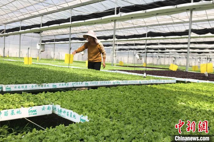 圖為會(huì)澤現(xiàn)代化農(nóng)業(yè)產(chǎn)業(yè)扶貧基地內(nèi)，貧困戶成為了產(chǎn)業(yè)工人?！】姵?攝