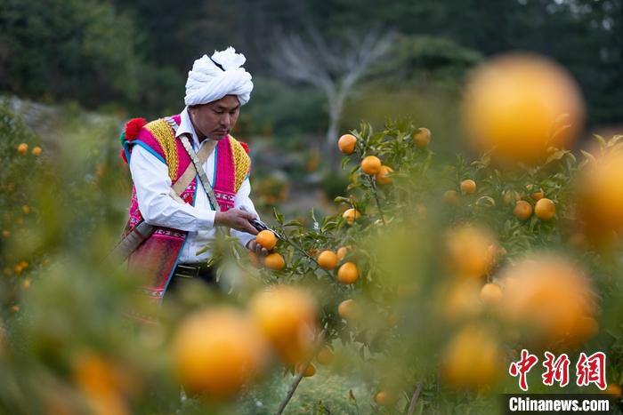 1月29日，京都村村民在柑橘園中采摘柑橘。<a target='_blank' ><p  align=