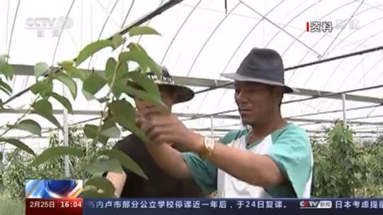 種蘑菇、養(yǎng)駱駝...。。特色產(chǎn)業(yè)助力鄉(xiāng)村振興走新路