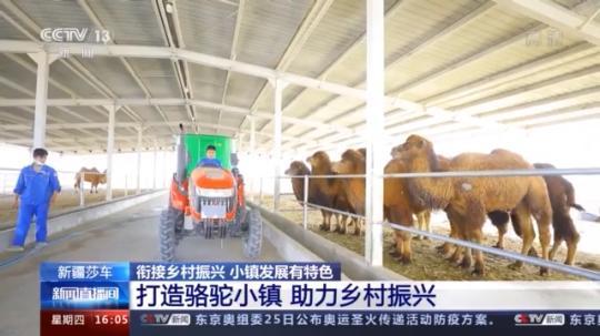 種蘑菇、養(yǎng)駱駝...。。特色產(chǎn)業(yè)助力鄉(xiāng)村振興走新路