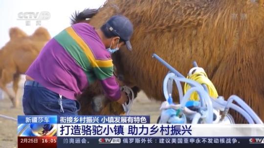 種蘑菇、養(yǎng)駱駝...。。特色產(chǎn)業(yè)助力鄉(xiāng)村振興走新路