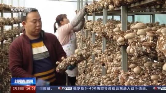 種蘑菇、養(yǎng)駱駝...。。特色產(chǎn)業(yè)助力鄉(xiāng)村振興走新路