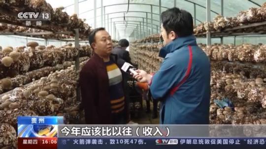 種蘑菇、養(yǎng)駱駝...。。特色產(chǎn)業(yè)助力鄉(xiāng)村振興走新路