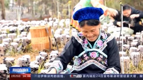 種蘑菇、養(yǎng)駱駝...。。特色產(chǎn)業(yè)助力鄉(xiāng)村振興走新路