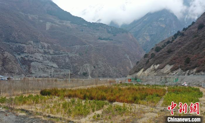 【幸?；ㄩ_新邊疆】山南隆子縣藏族小伙的“綠色夢(mèng)想”