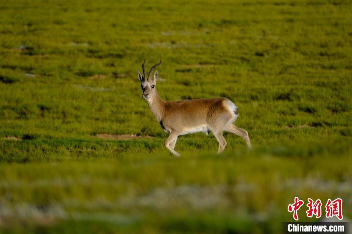 圖為西藏納木錯(cuò)湖邊的藏原羚休閑覓食?！〗w波 攝