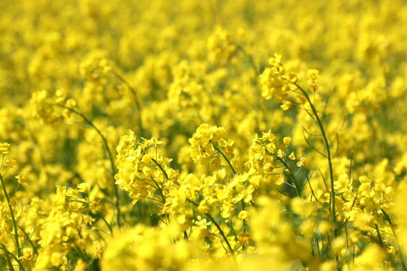 油菜花盛開。洛克攝