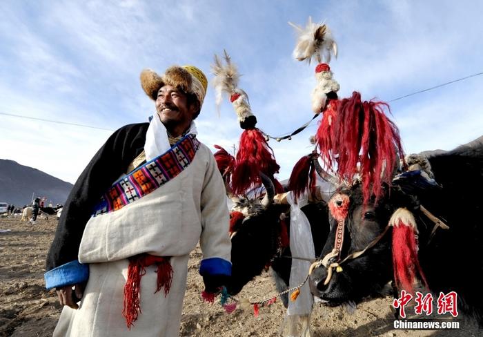 資料圖為2013年3月16日，拉薩市堆龍德慶區(qū)德慶村的農(nóng)民牽著牦牛參加春耕儀式，按照傳統(tǒng)方式由牦牛開第一犁。 <a target='_blank' href='/'><p  align=