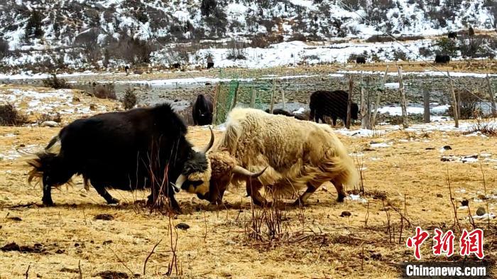 圖為角木那村生態(tài)散養(yǎng)的牦牛正在嬉戲?！“蜕Ｇ?　攝