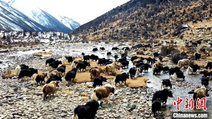 圖為角木那村生態(tài)散養(yǎng)的牦牛正在覓食?！『槿艉?攝