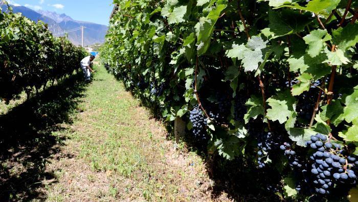 昌都芒康縣依托“兩江流域”干熱河谷地帶地理優(yōu)勢(shì)將康巴蜜橘、蘋果、甜石榴、葡萄、蜜桃等經(jīng)濟(jì)林木種植。　昌都市芒康縣委宣傳部供圖