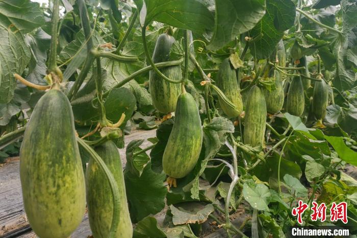 西藏海拔4400多米康馬縣甜瓜、西瓜豐收