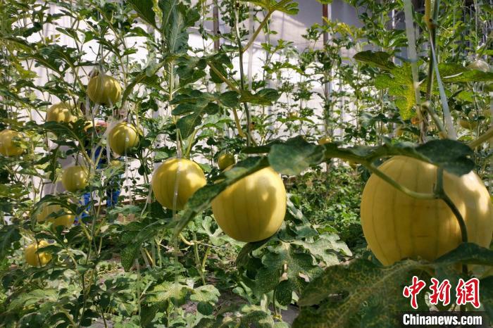圖為康馬縣大棚內(nèi)的金太陽西瓜?！⒔ㄜ?攝
