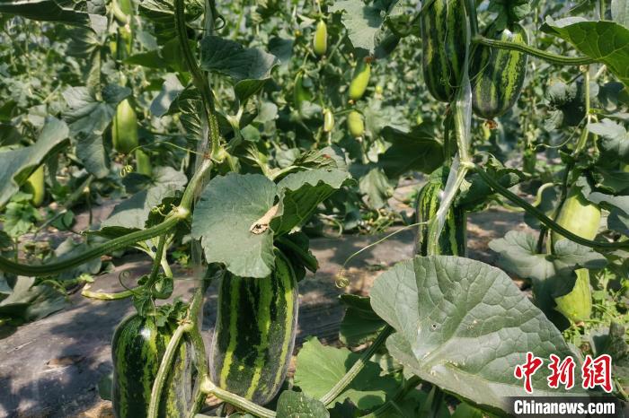 圖為西藏康馬縣大棚內(nèi)的博洋九號甜瓜?！⒔ㄜ?攝