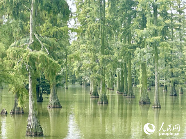 湖北省武漢漲渡湖濕地，池杉“破水而出”。人民網(wǎng)記者 張沛攝
