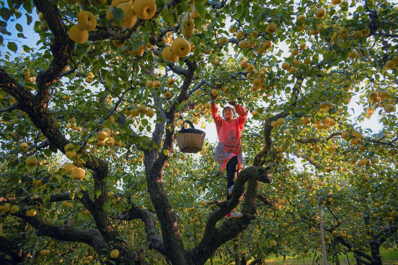 2024年10月4日，安徽省宿州市碭山縣程莊鎮(zhèn)衡樓村百年老梨園里，梨農(nóng)在忙著采摘酥梨。來源:人民圖片