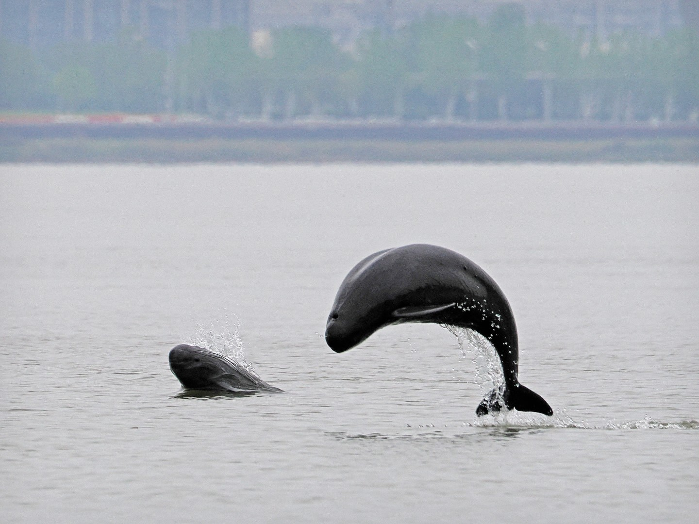 文化中國行 長江之歌丨微笑的江豚，從四千年前“游”來