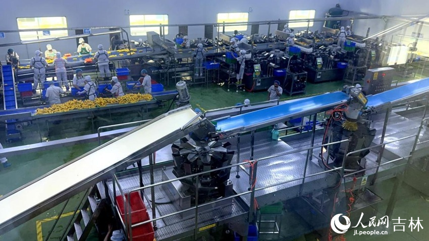 吉林省農(nóng)嫂食品有限公司生產(chǎn)車間內(nèi)一片火熱。人民網(wǎng)記者 王海躍攝