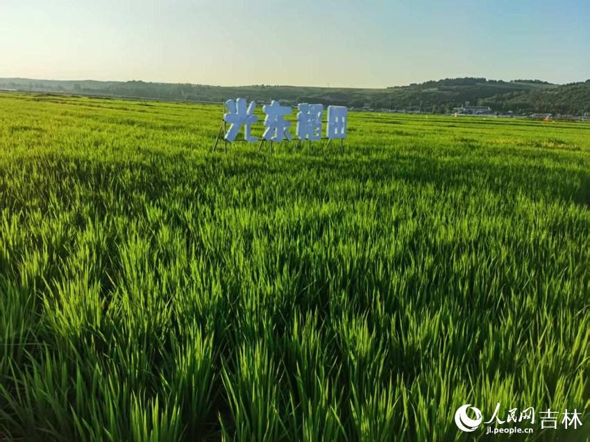 光東村稻田風(fēng)景美如畫（資料圖片）。人民網(wǎng)記者 王海躍攝