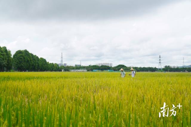 文化組的兩名成員正行走在稻田里。