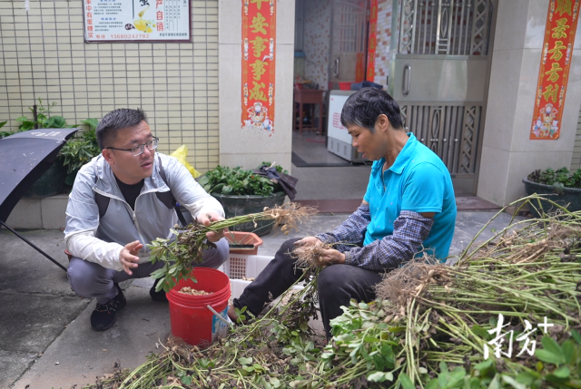 土地組成員張國強(qiáng)一邊幫村民做農(nóng)活一邊聊天。