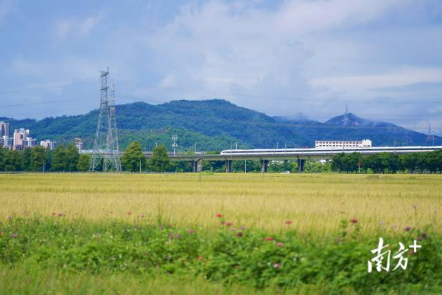 高鐵掠過崖口村稻田。