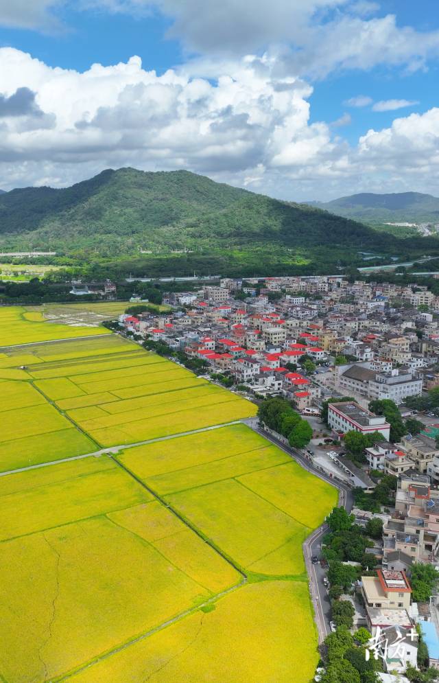 崖口村全景。