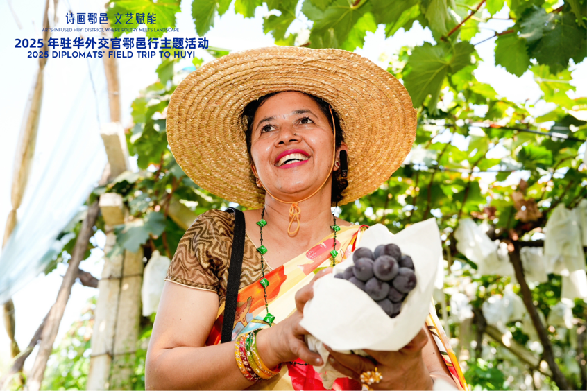 智慧“種”進葡萄園 駐華外交官品讀鄉(xiāng)村振興“中國甜”_fororder_圖片7