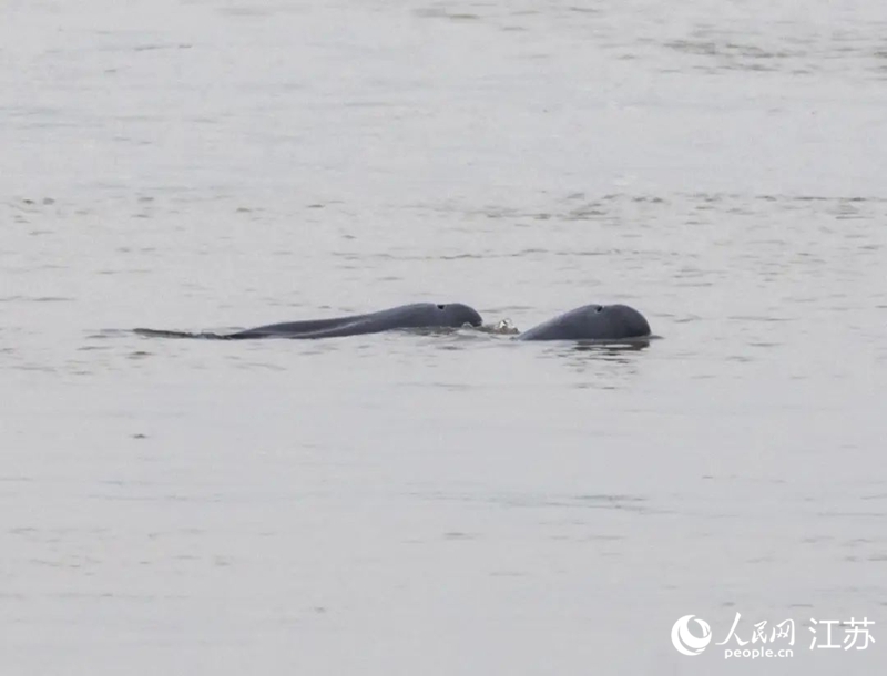 在南京長(zhǎng)江新濟(jì)洲國(guó)家濕地公園拍到的江豚。人民網(wǎng)記者 王丹丹攝