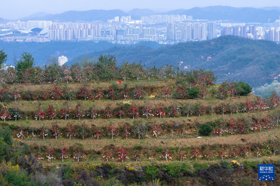 【高質(zhì)量發(fā)展看陜西】“上天”的延安蘋果，蘊藏哪些新質(zhì)生產(chǎn)力