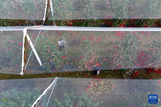 【高質(zhì)量發(fā)展看陜西】“上天”的延安蘋果，蘊藏哪些新質(zhì)生產(chǎn)力