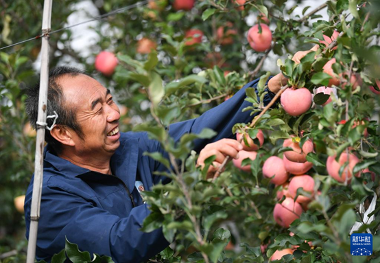 【高質(zhì)量發(fā)展看陜西】“上天”的延安蘋果，蘊藏哪些新質(zhì)生產(chǎn)力