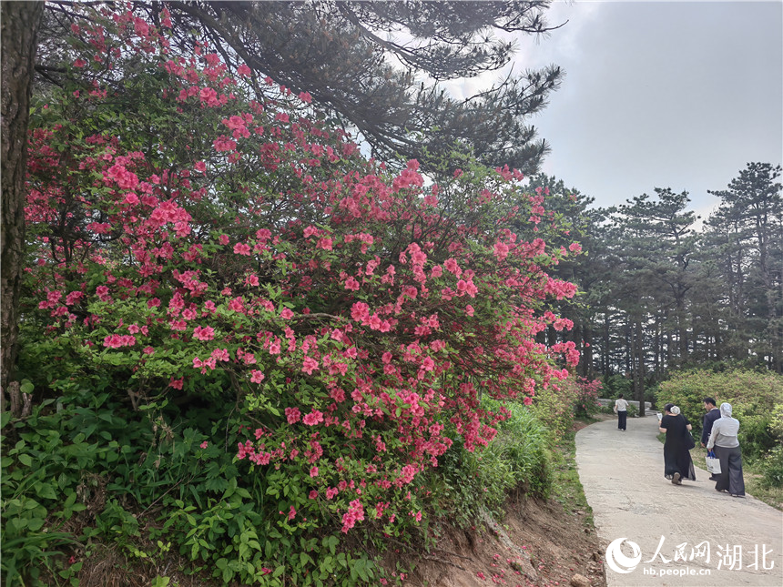 龜峰山頂目前還有部分杜鵑在開放，像站好春天“最后一班崗”。人民網(wǎng)記者 郭婷婷攝