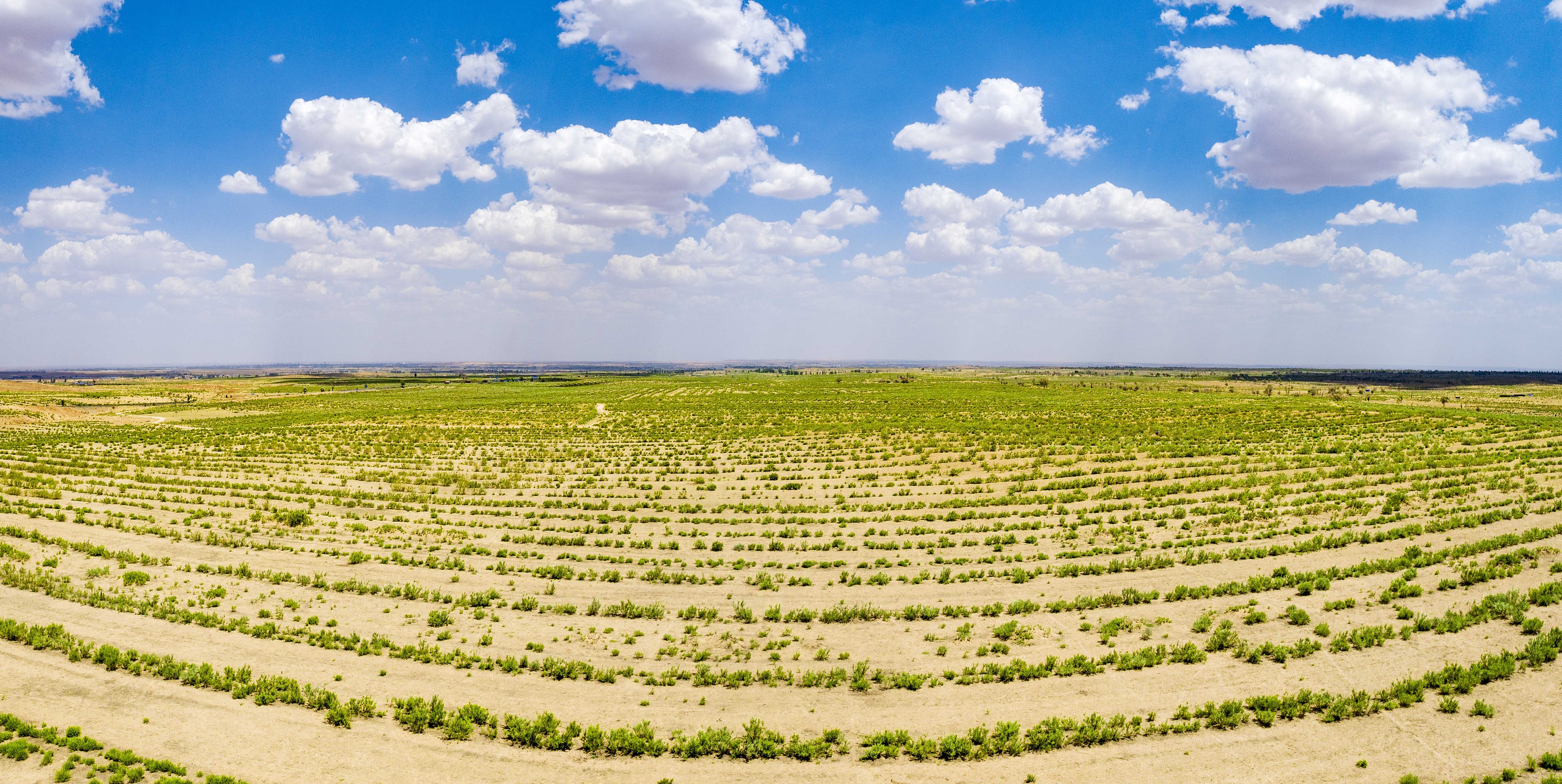 2023年6月7日，內(nèi)蒙古鄂爾多斯，毛烏素沙漠。