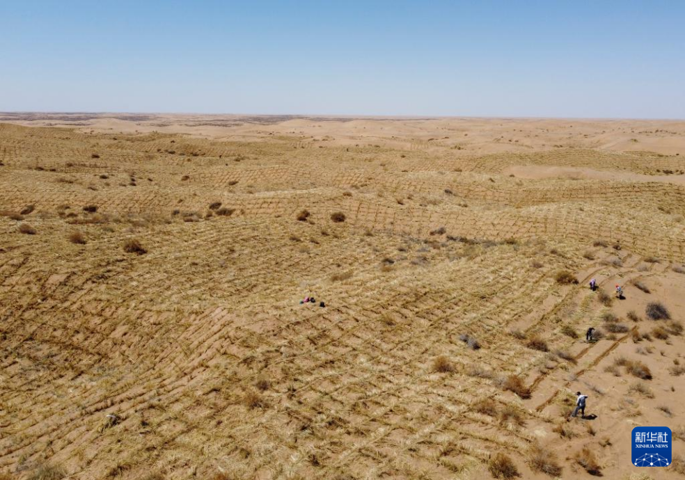 2024年4月10日，群眾在古浪縣八步沙林場麻黃塘沙區(qū)用草方格壓沙。新華社發(fā)（無人機照片）