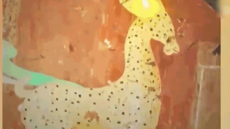 在全新技術(shù)支持下，敦煌莫高窟實現(xiàn)了窟內(nèi)文物窟外看的新體驗。